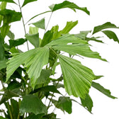 Close-up of Caryota mitis fronds with broad, jagged-edged green leaflets