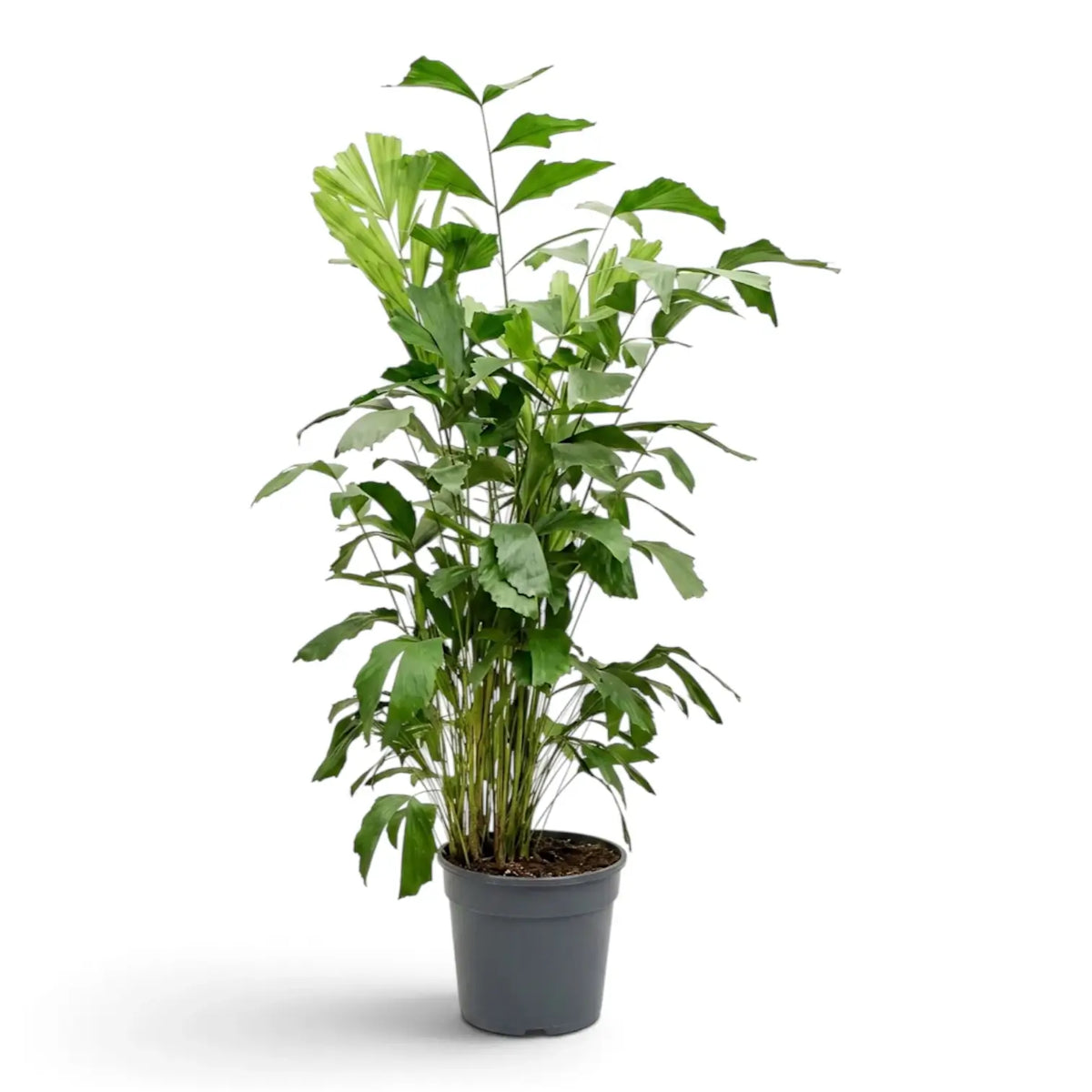 Extra-large Caryota mitis with multiple upright stems and a tall, open crown