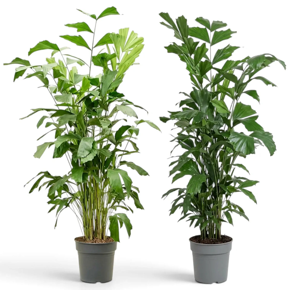 Two extra-large Caryota mitis plants showing natural variation in height and foliage density