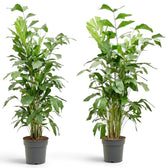 Two tall extra-large Caryota mitis plants with clustered stems and green fishtail fronds