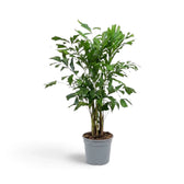 Large Caryota mitis with upright clustered stems and a narrow crown of green fronds