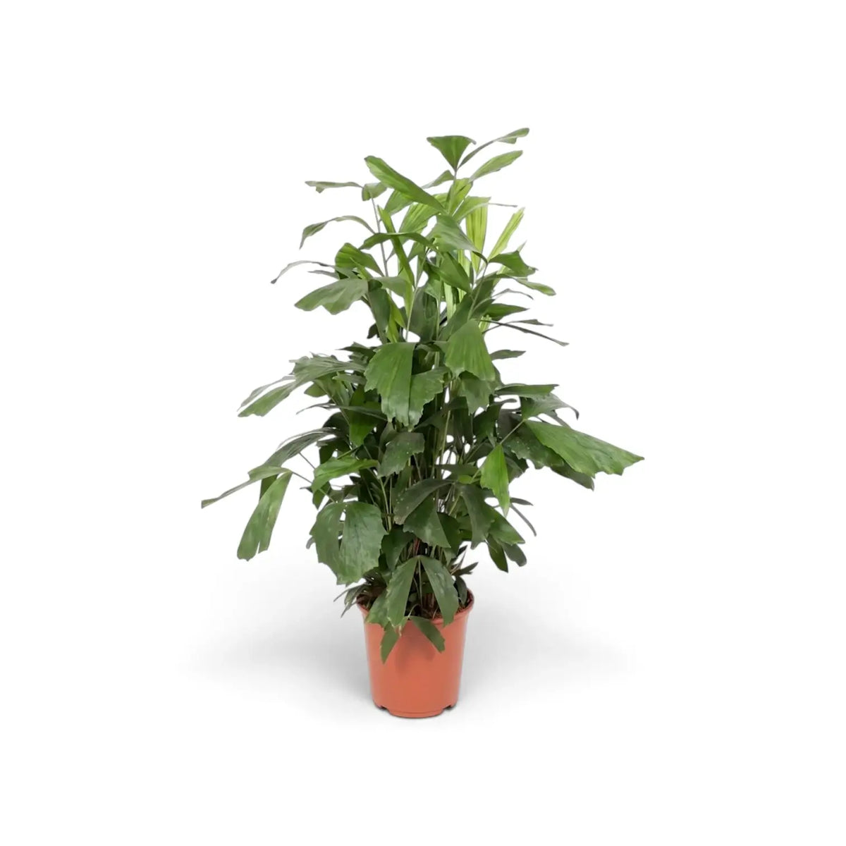 Large Caryota mitis with clustered stems and full green fronds in an orange nursery pot