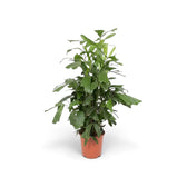 Large Caryota mitis with clustered stems and full green fronds in an orange nursery pot