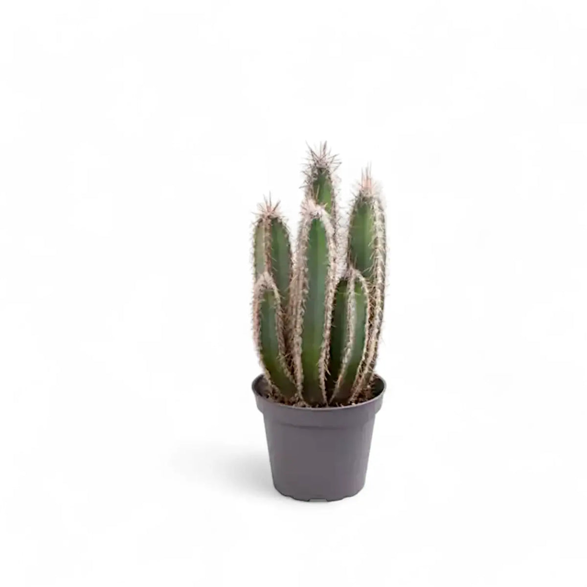Cereus forbesii potted plant in nursery pot on white background.