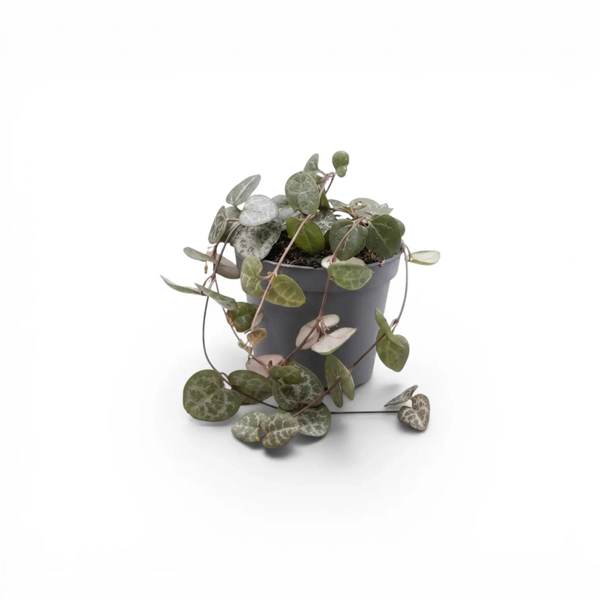 Ceropegia woodii, Leuchterblume als Babypflanze im Kulturtopf.