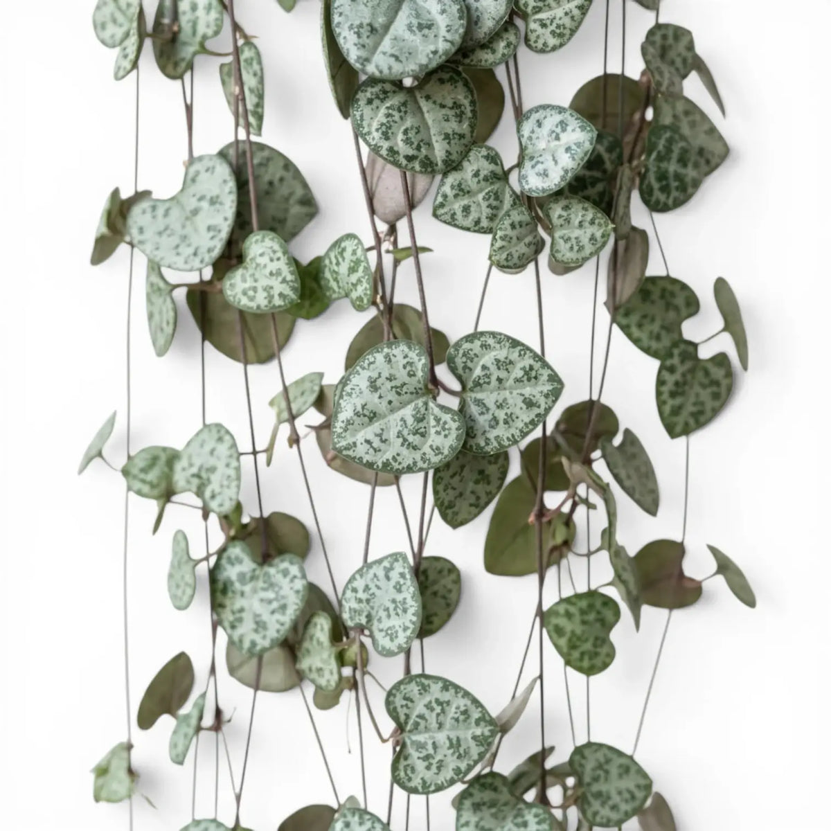 Ceropegia woodii, Leuchterblume mit grünen, herzförmigen Blättern in Nahaufnahme.