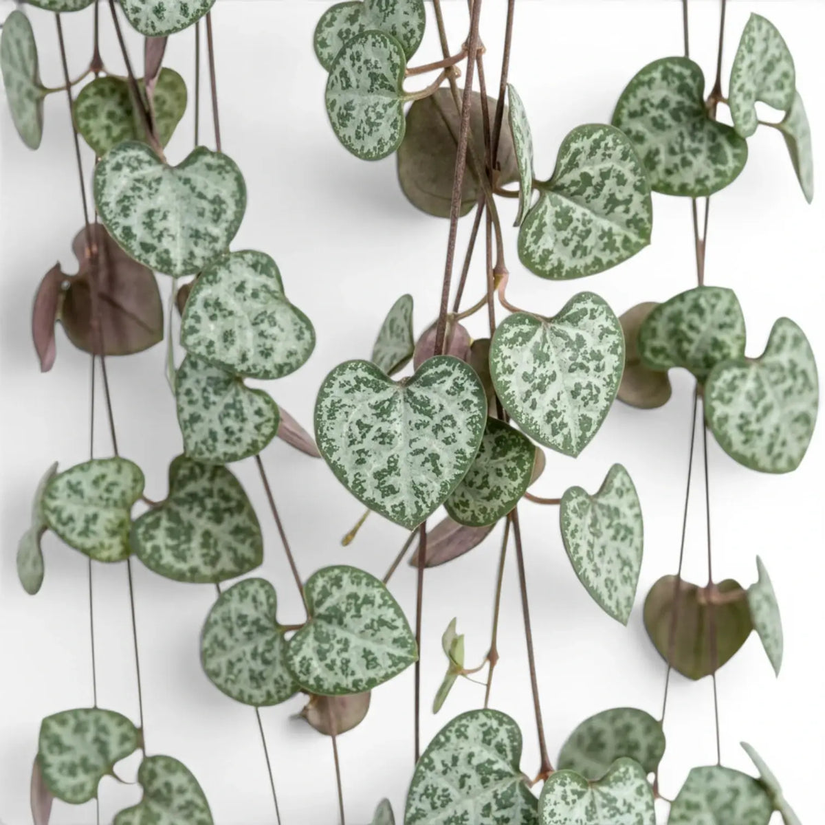 Ceropegia woodii, Leuchterblume mit grünen, herzförmigen Blättern in Nahaufnahme.