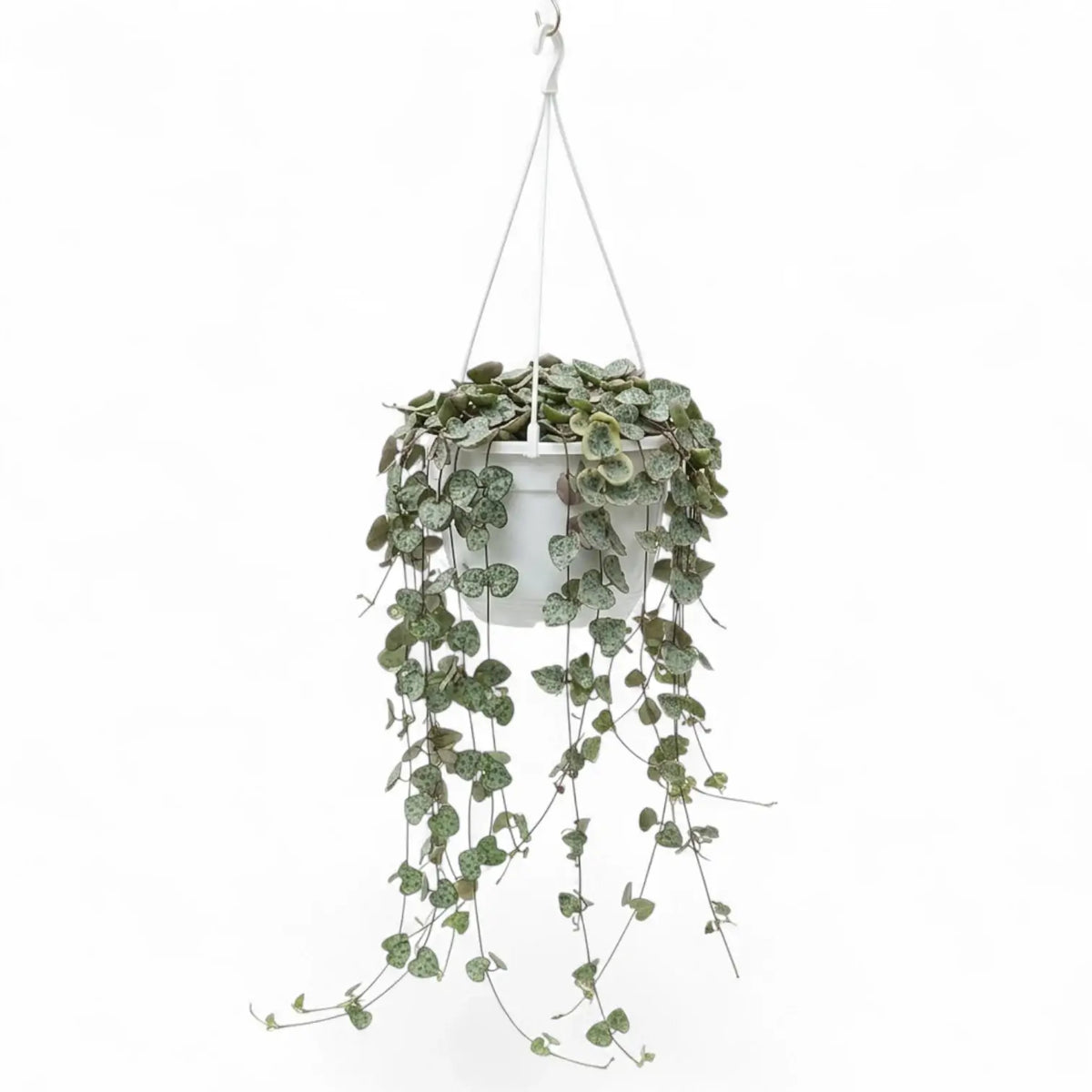 Ceropegia woodii, Leuchterblume mit langen Trieben im Hängetopf.