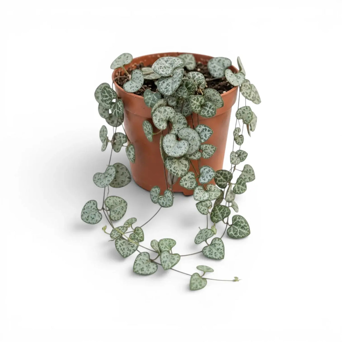 Ceropegia woodii, Leuchterblume im Kulturtopf.