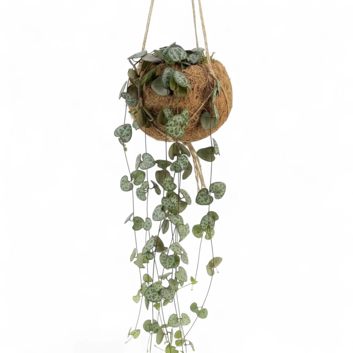 Ceropegia woodii in einem Kokodama mit herabhängenden Trieben und kleinen herzförmigen, gemusterten Blättern
