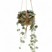 Ceropegia woodii in einem Kokodama mit langen herabhängenden Trieben und herzförmigen Blättern