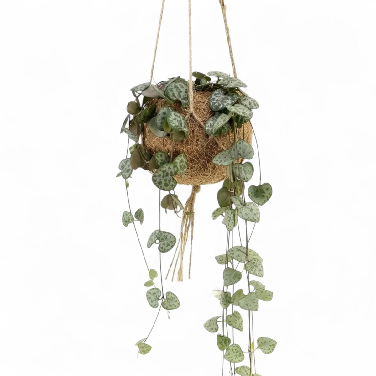 Ceropegia woodii in einem Kokodama mit langen herabhängenden Trieben und herzförmigen Blättern