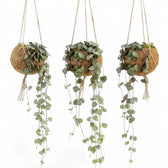 Drei Ceropegia woodii in Kokodamas aus Kokosfaser, jeweils mit herabhängenden Trieben und gemusterten Blättern
