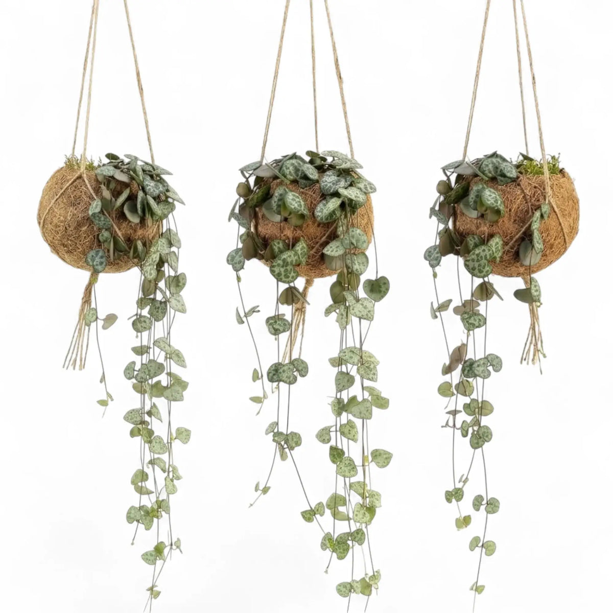 Drei Ceropegia woodii in Kokodamas aus Kokosfaser, jeweils mit herabhängenden Trieben und gemusterten Blättern