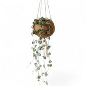 Ceropegia woodii in einem Kokodama mit herabhängenden Trieben und silbrig gemusterten, herzförmigen Blättern