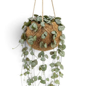 Ceropegia woodii in einem Kokodama mit langen herabhängenden Trieben und kleinen gemusterten Blättern