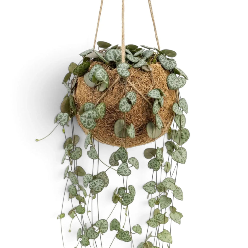 Ceropegia woodii in a Kokodama planter with long trailing vines and small patterned leaves