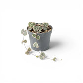Variegated Ceropegia woodii, String of hearts baby plant in a nursery pot