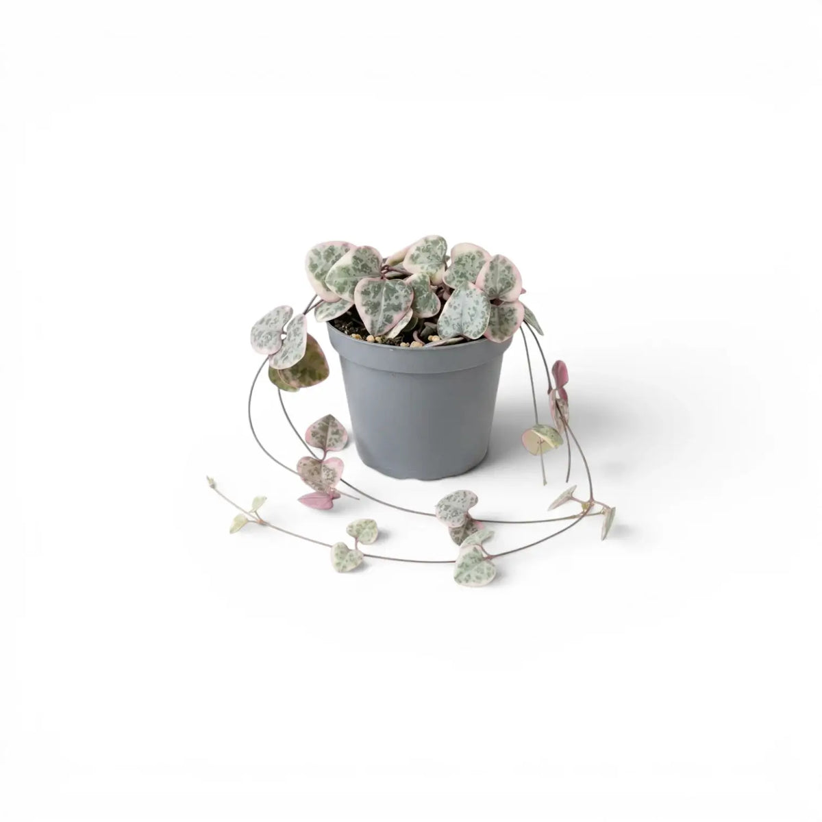 Variegated Ceropegia woodii, String of hearts baby plant in a nursery pot.