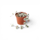 Variegated Ceropegia woodii, String of hearts baby plant in a nursery pot.