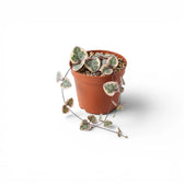 Variegated Ceropegia woodii, String of hearts baby plant in a nursery pot.
