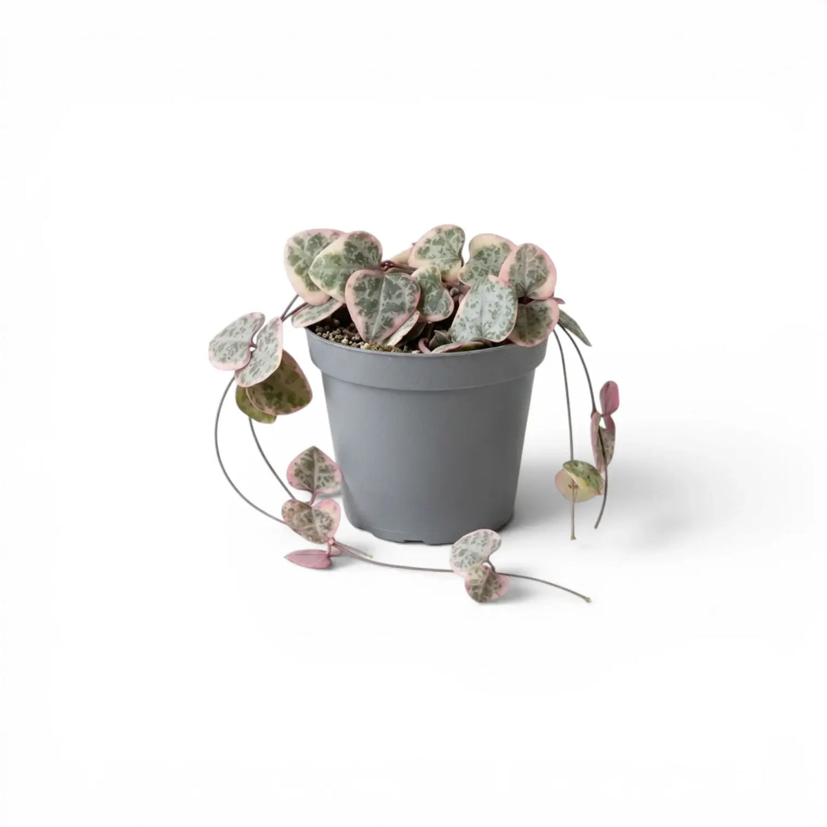 Variegated Ceropegia woodii, String of hearts baby plant in a nursery pot.