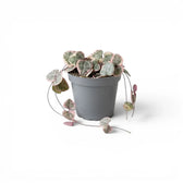 Variegated Ceropegia woodii, String of hearts baby plant in a nursery pot.