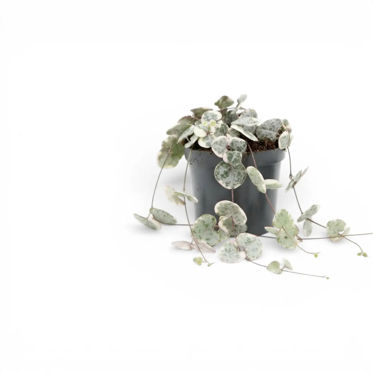 Variegated Ceropegia woodii, String of hearts baby plant in a nursery pot.