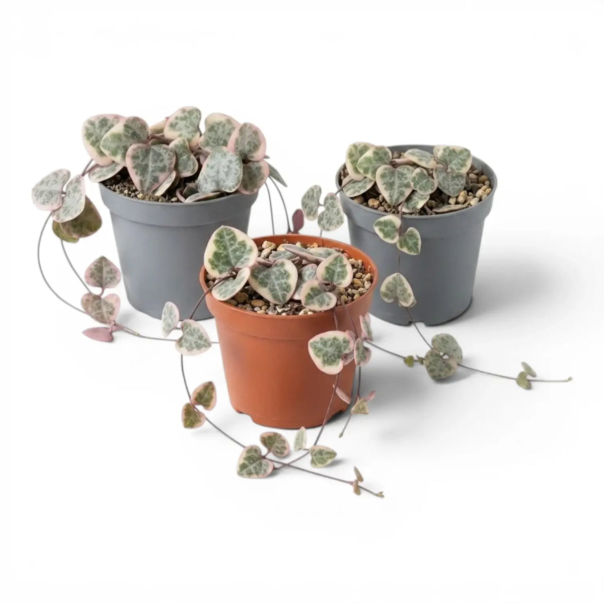 Three variegated Ceropegia woodii, String of hearts baby plants in nursery pots on white background.