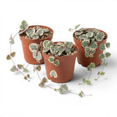 Three Ceropegia woodii variegata, variegated String of hearts baby plants in nursery pots on white background.