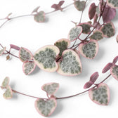 Variegated Ceropegia woodii, String of hearts foliage close-up with variegated heart-shaped leaves.