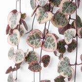 Variegated Ceropegia woodii, String of hearts foliage close-up with variegated heart-shaped leaves.