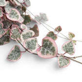 Variegated Ceropegia woodii, String of hearts foliage close-up with variegated heart-shaped leaves.