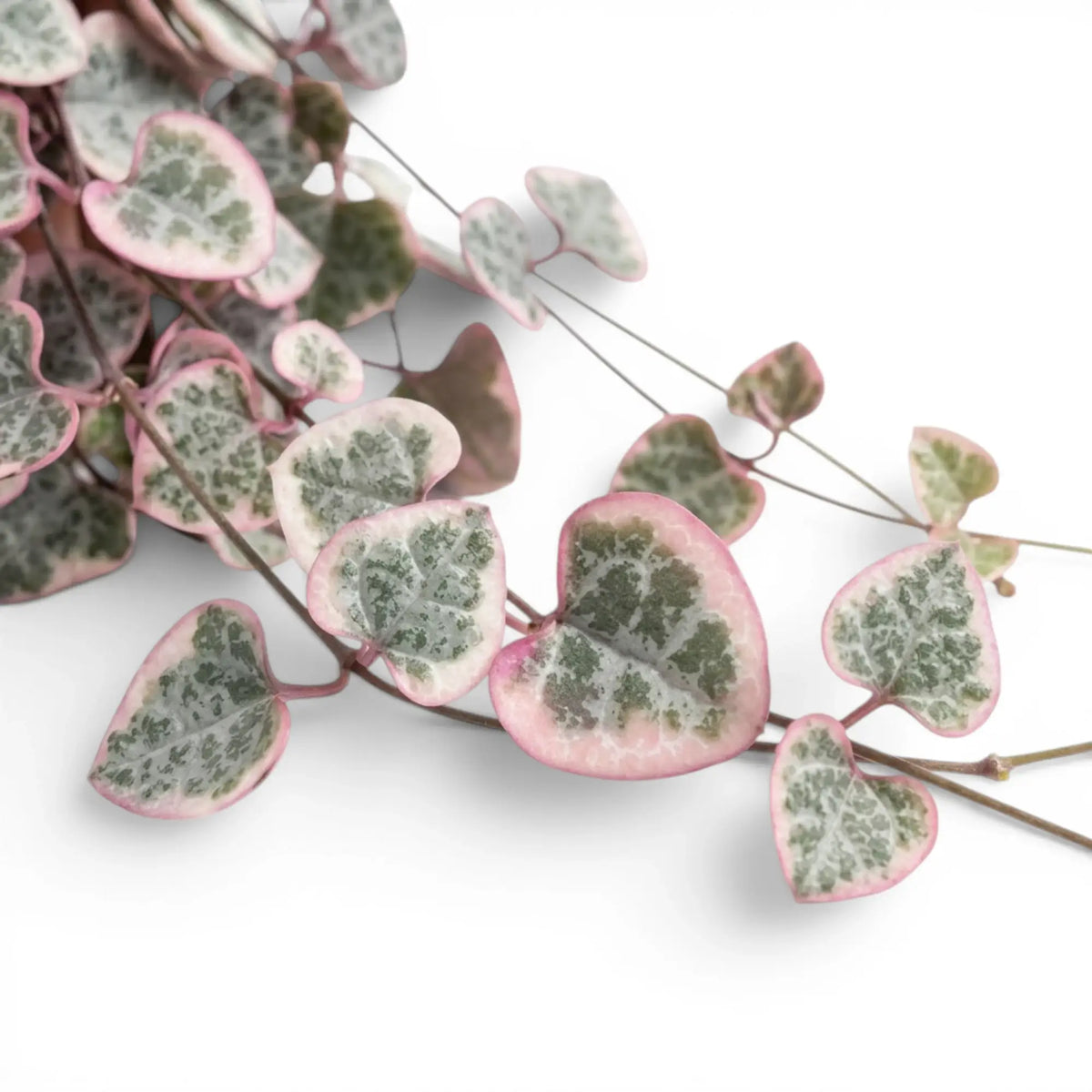 Variegated Ceropegia woodii, String of hearts foliage close-up with variegated heart-shaped leaves.