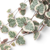 Variegated Ceropegia woodii, String of hearts foliage close-up with variegated heart-shaped leaves.