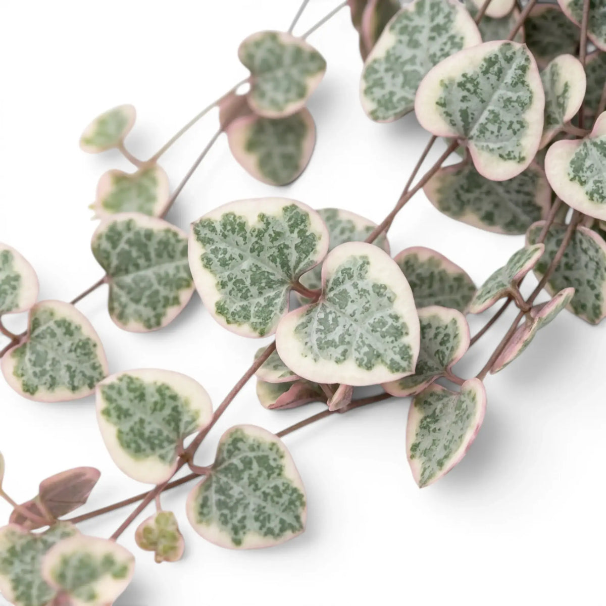 Variegated Ceropegia woodii, String of hearts foliage close-up with variegated heart-shaped leaves.
