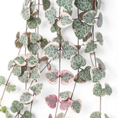 Variegated Ceropegia woodii, String of hearts foliage close-up with variegated heart-shaped leaves.
