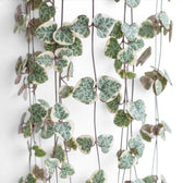 Variegated Ceropegia woodii, String of hearts foliage close-up with variegated heart-shaped leaves.