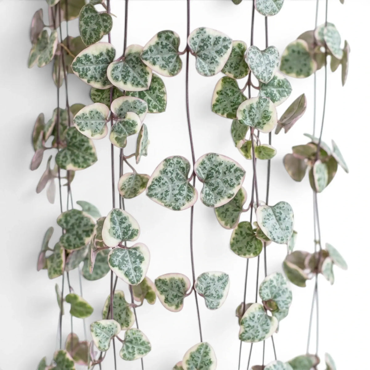 Variegated Ceropegia woodii, String of hearts foliage close-up with variegated heart-shaped leaves.