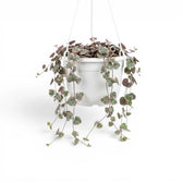 Variegated Ceropegia woodii, String of hearts plant in a nursery pot.