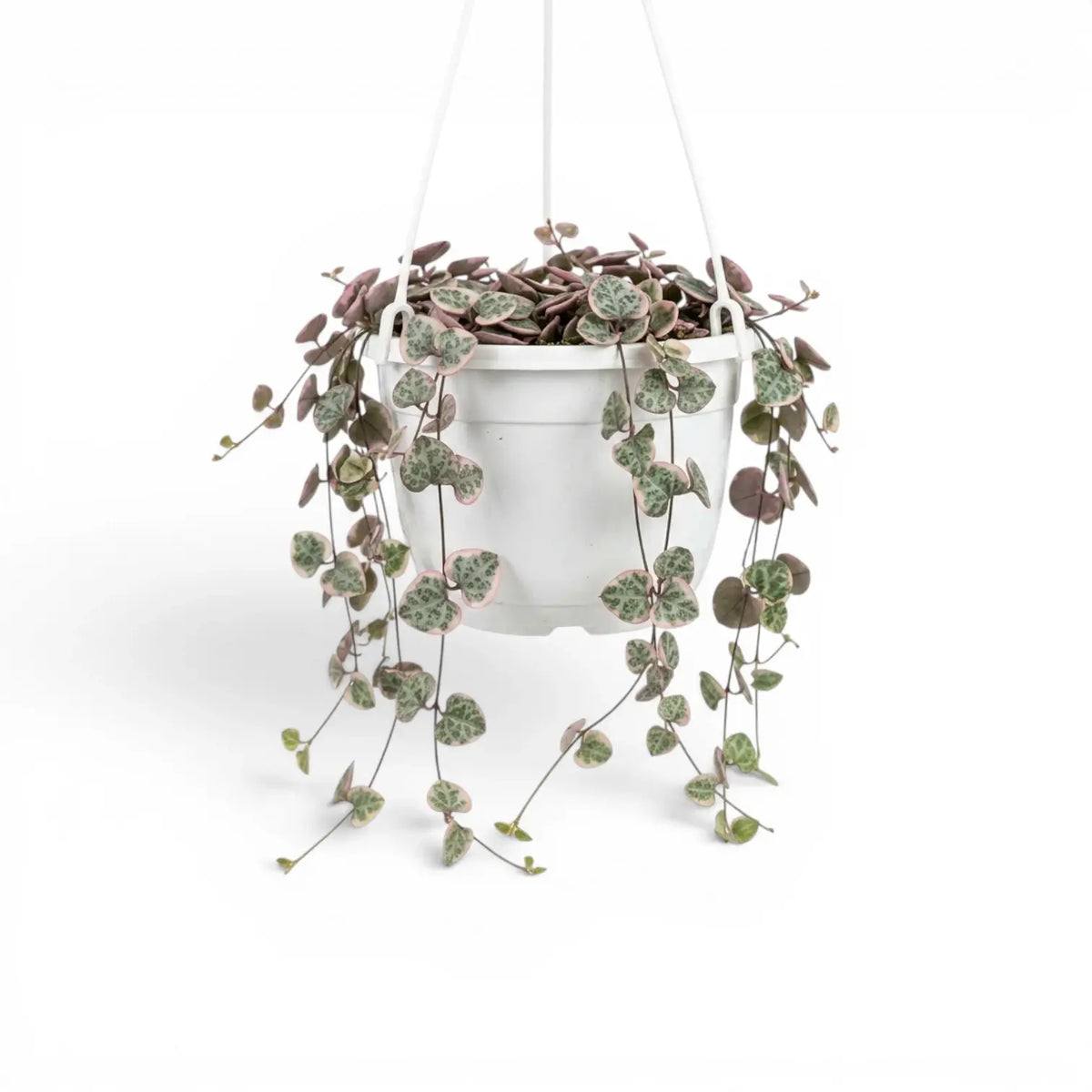 Variegated Ceropegia woodii, String of hearts plant in a nursery pot.