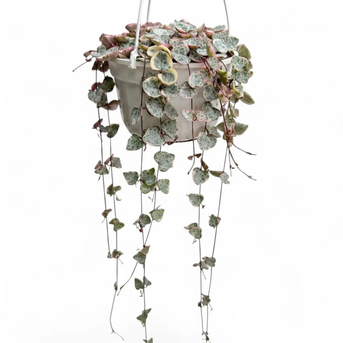 Variegated Ceropegia woodii, String of hearts plant in a nursery pot.