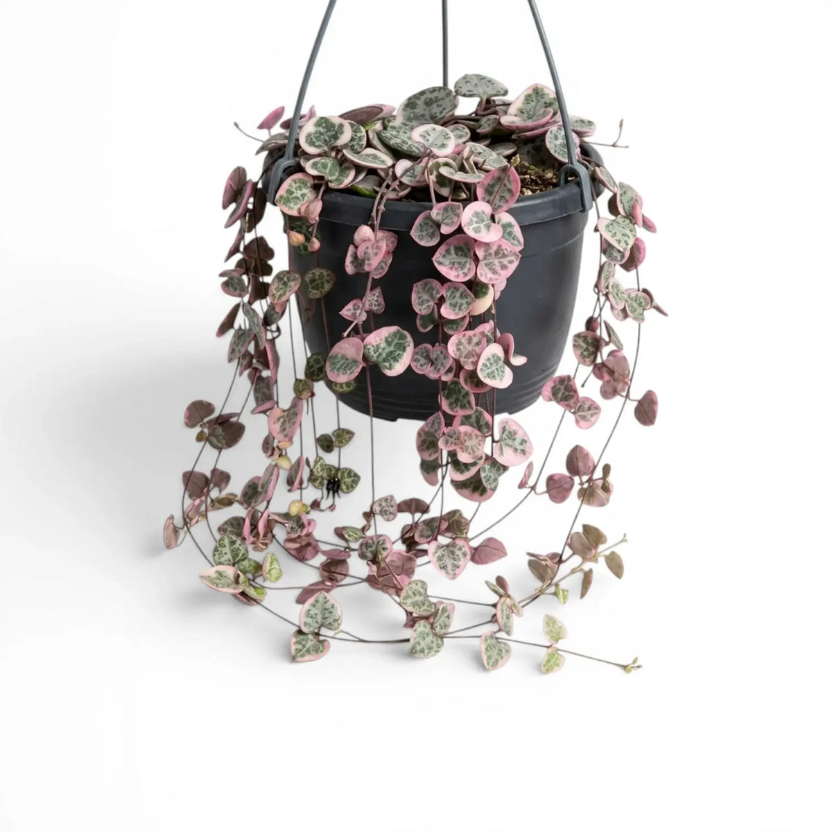 Variegated Ceropegia woodii, String of hearts plant in a nursery pot.