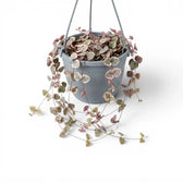 Variegated Ceropegia woodii, String of hearts plant in a nursery pot.