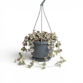 Variegated Ceropegia woodii, String of hearts plant in a nursery pot.