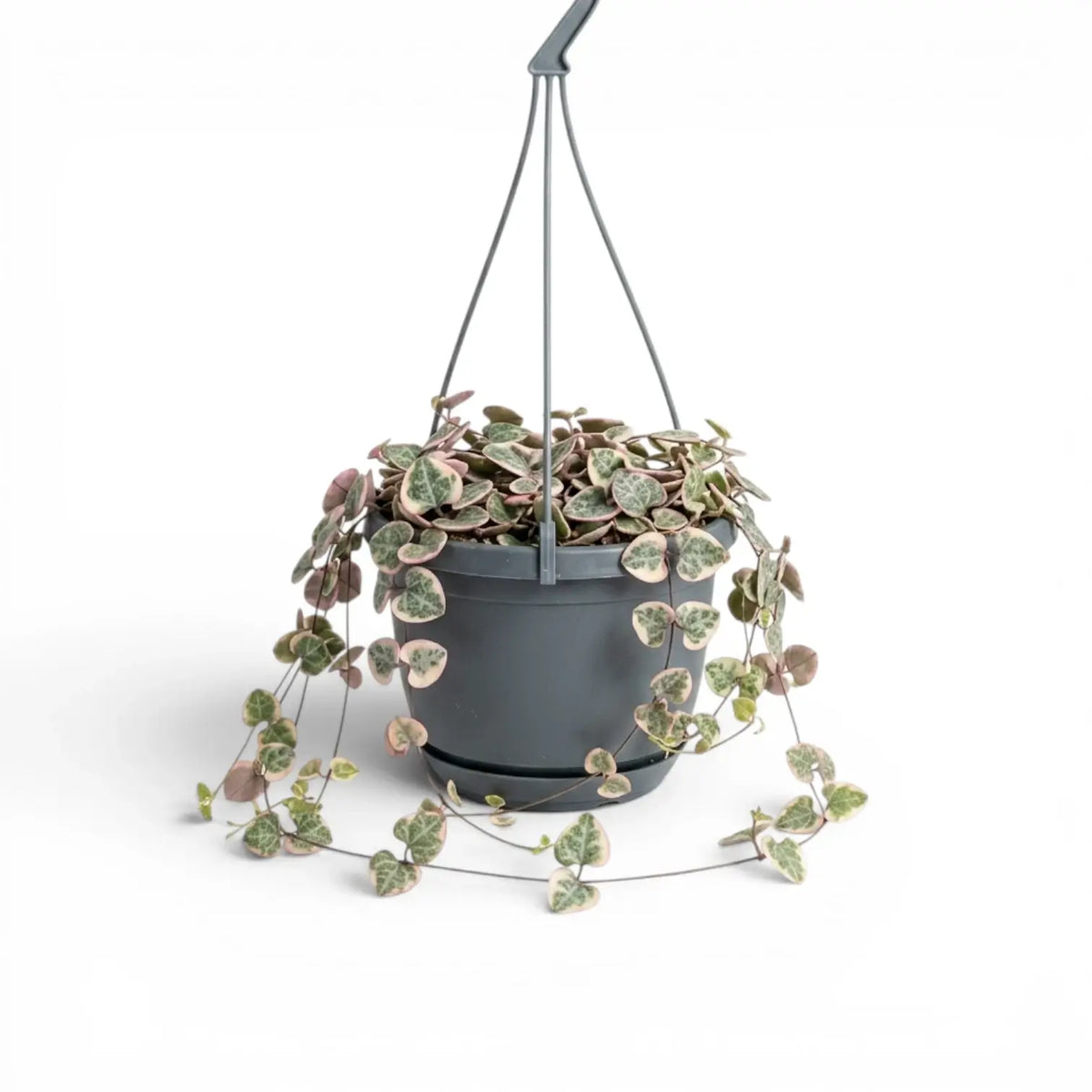 Variegated Ceropegia woodii, String of hearts plant in a nursery pot.