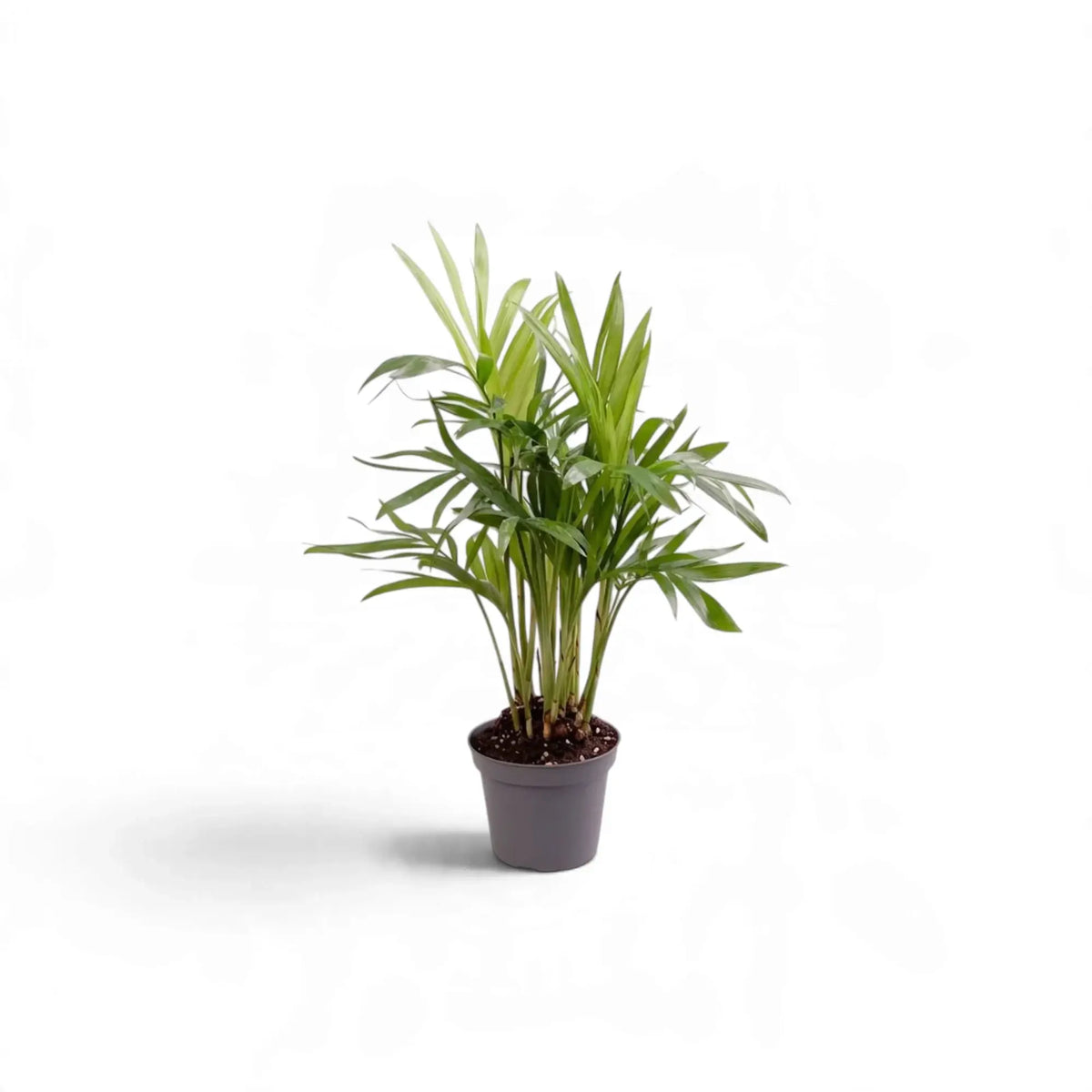 Junge Bergpalme (Chamaedorea elegans) in einem kleinen dunklen Topf mit schmalen grünen Wedeln