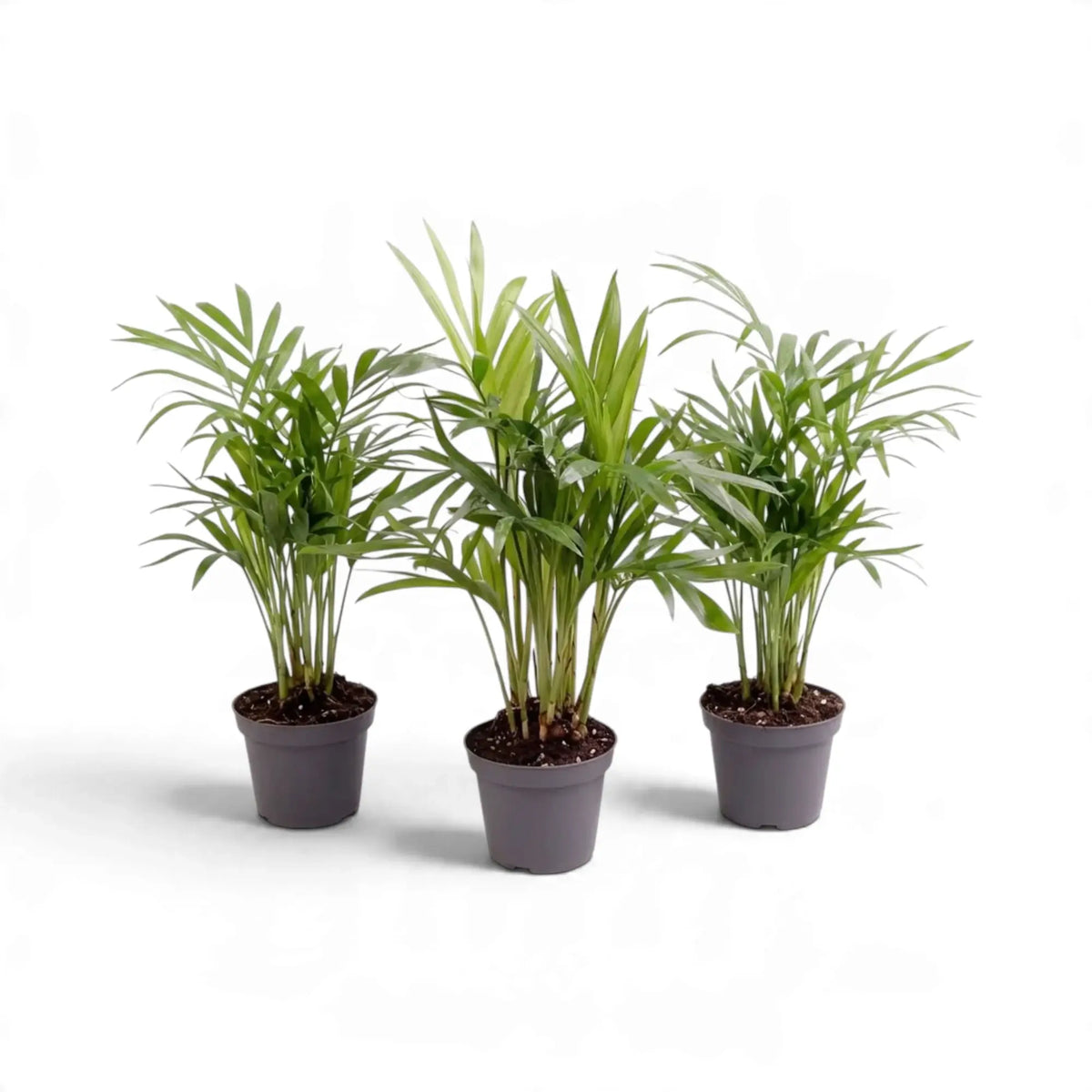 Drei junge Bergpalmen (Chamaedorea elegans) in dunklen Kulturtöpfen