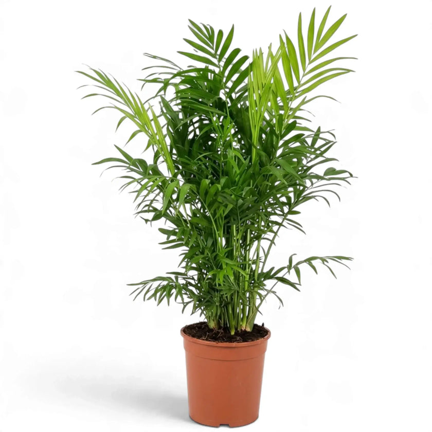 Chamaedorea elegans in an orange nursery pot with dense green fronds and pale new growth at the top