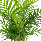 Dicht stehende Wedel von Chamaedorea elegans mit feinen grünen Fiederblättchen an zarten Stielen